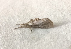 Dasychira atrivenosa