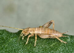 Arachnocephalus vestitus