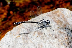 Octogomphus specularis