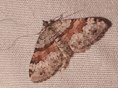 Xanthorhoe packardata