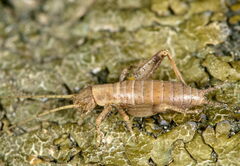 Arachnocephalus vestitus