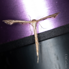 Stenoptilodes brevipennis