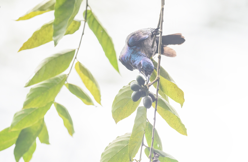 Principe Starling (Lamprotornis ornatus), photo 5