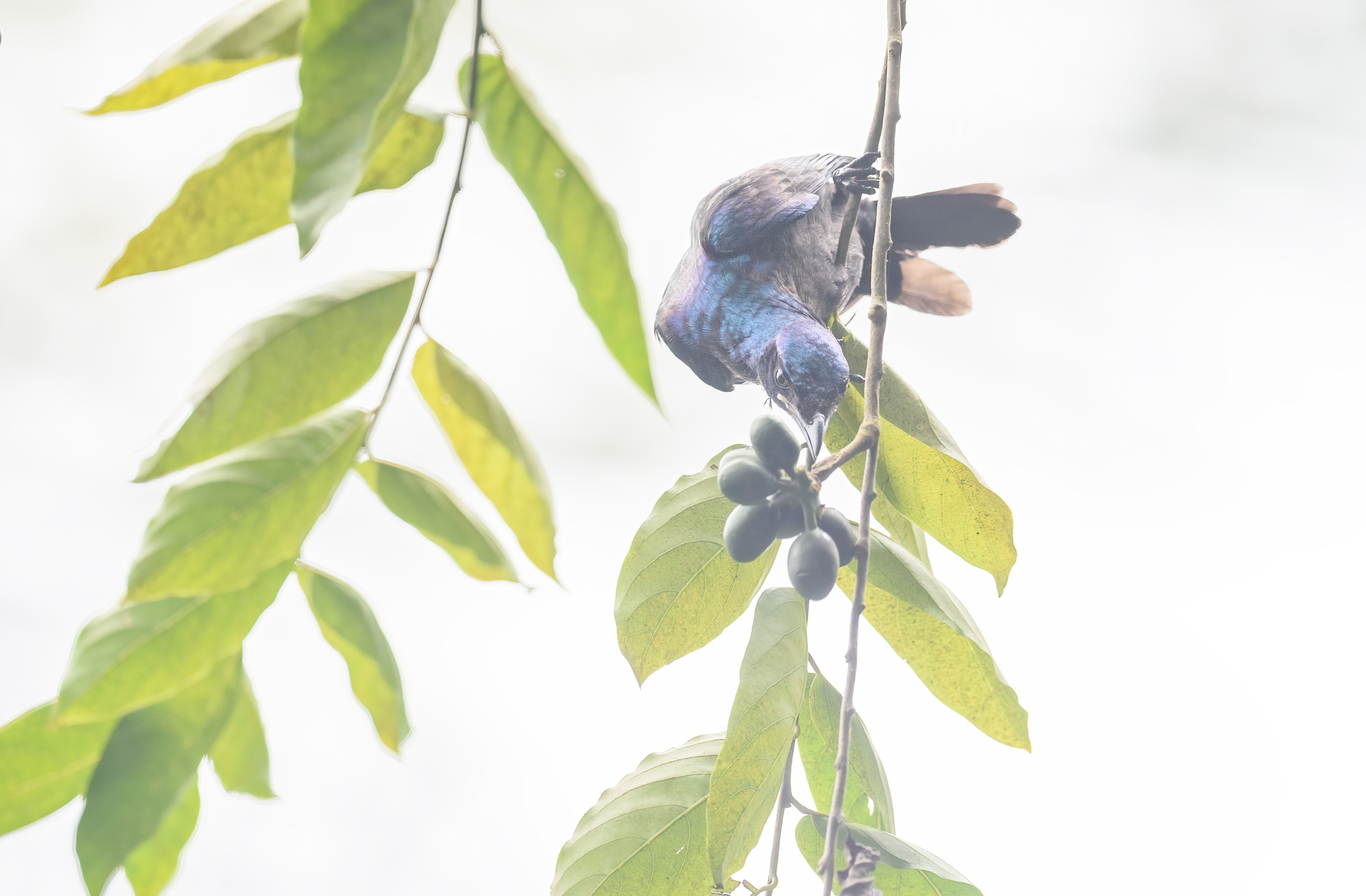 Principe Starling (Lamprotornis ornatus), photo 5