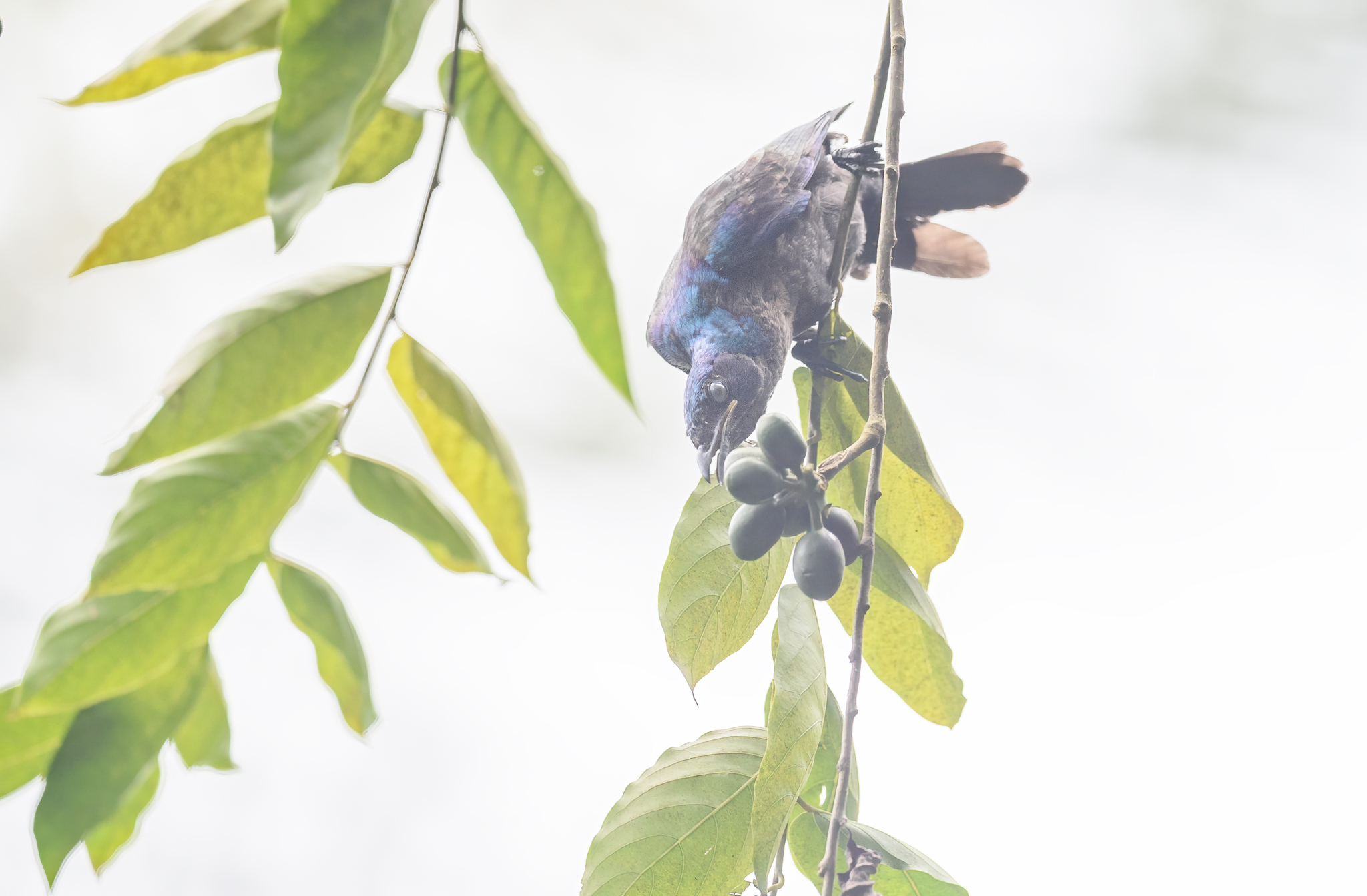 Principe Starling (Lamprotornis ornatus), photo 10