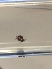 Myrmica fracticornis