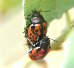 Calligrapha anabelae
