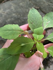 Neolasioptera impatientifolia