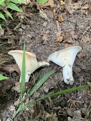 Fungi