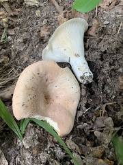 Fungi