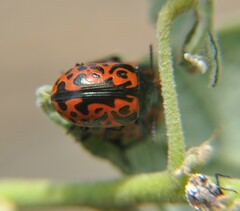 Calligrapha anabelae