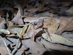 Rhinella alata