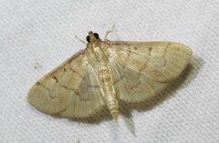 Herpetogramma theseusalis