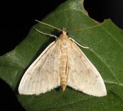 Anania extricalis dionalis