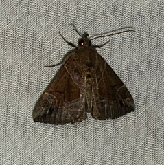 Hypena manalis