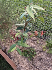 Syzygium wilsonii