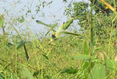 Chrysomus icterocephalus