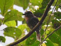 Malacoptila fulvogularis