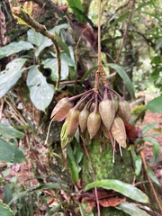 Merinthopodium neuranthum