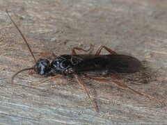 Poneracantha triangularis