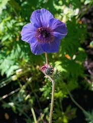 Meconopsis