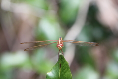 Libellula needhami