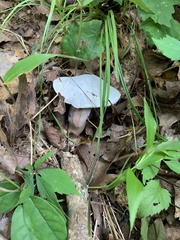 Fungi