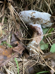 Fungi