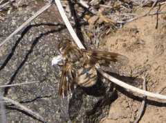 Thyridanthrax nugator