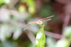 Libellula needhami