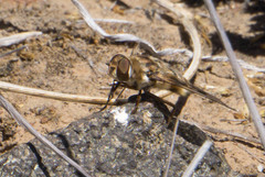 Thyridanthrax nugator