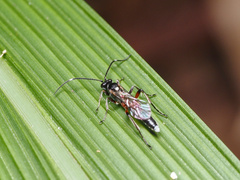 Vulgichneumon diminutus