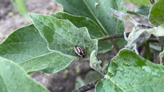 Perillus circumcinctus