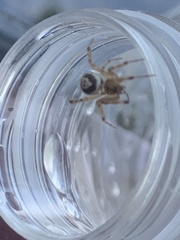 Steatoda nobilis