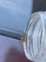 Steatoda nobilis