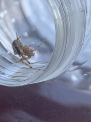 Steatoda nobilis