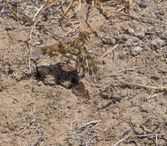 Thyridanthrax nugator