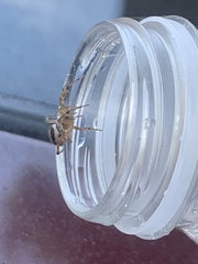 Steatoda nobilis