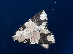 Condica cupentia