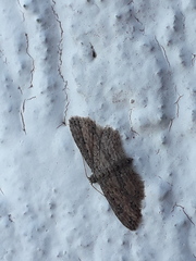 Araeopteron canescens