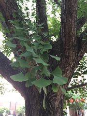 Ginkgo biloba