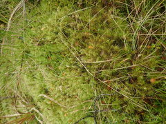 Poa breviglumis