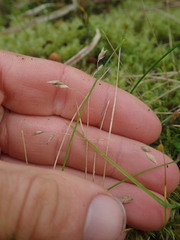 Poa breviglumis