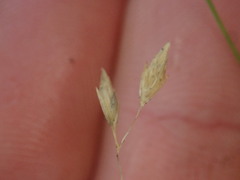 Poa breviglumis