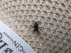 Trachyzelotes pedestris