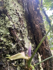 Anthurium pentaphyllum