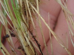 Poa breviglumis