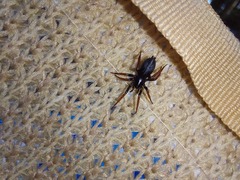 Trachyzelotes pedestris