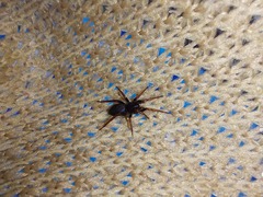 Trachyzelotes pedestris