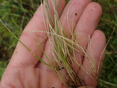 Poa breviglumis